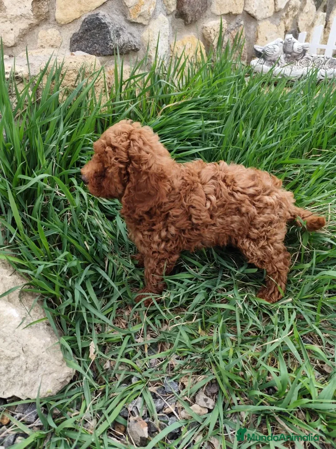 Caniche Toy perros en venta: caniche asiáticos toy  en Madrid - Anuncio 2