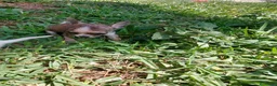Chihuahua perros en venta: PRECIOSOS CHIHUAHUA RUSO Y ASIÁTICO  - Anuncio 25
