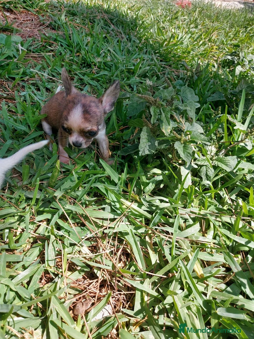 Chihuahua perros en venta: PRECIOSOS CHIHUAHUA RUSO Y ASIÁTICO  - Anuncio 25