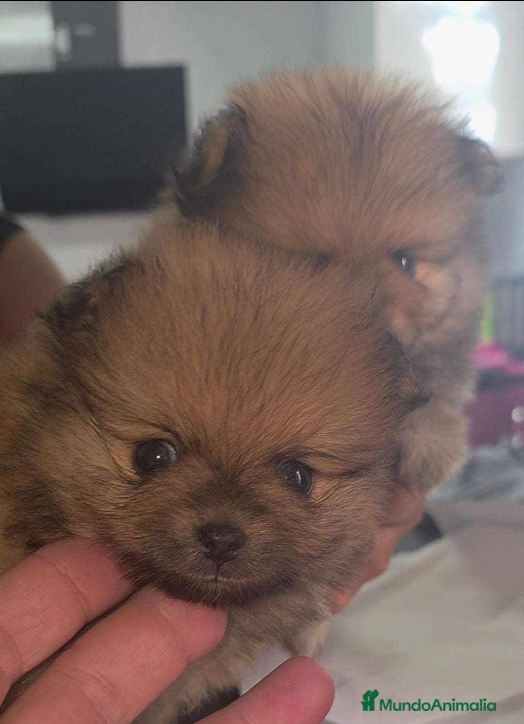Pomerania perros Lulus pomerania  - Anuncio 3