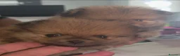 Pomerania perros en venta: Lulus pomerania  - Anuncio 1