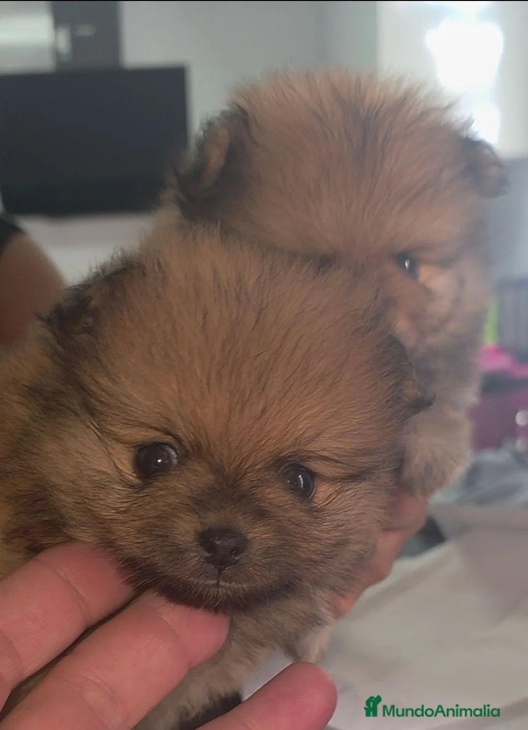 Pomerania perros en venta: Lulus pomerania  - Anuncio 1