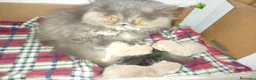 Persa gatos en venta: Disponible gatitos persa  - Anuncio 8