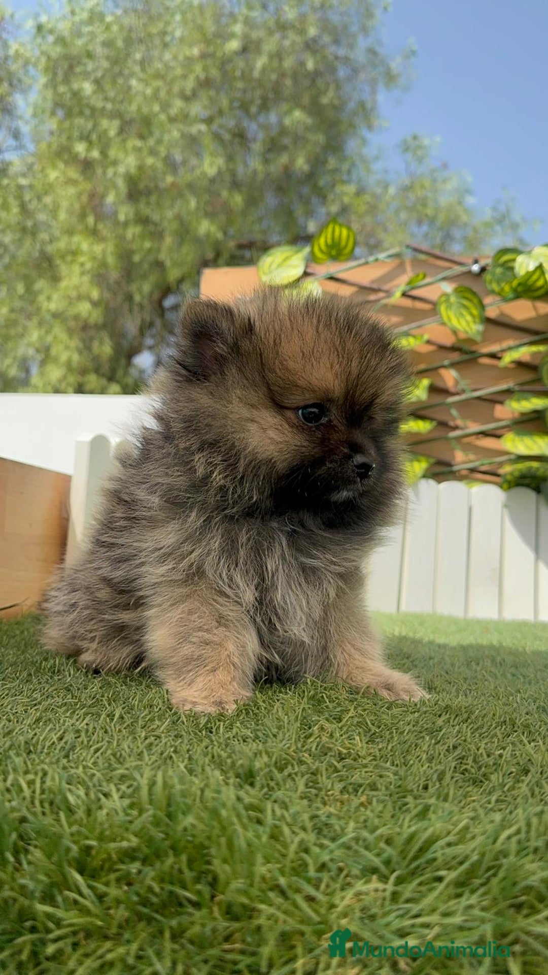 Pomerania perros en venta: POMERANIA HEMBRA COLOR SABLE - Imagen 20
