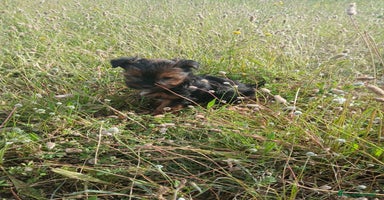 Yorkshire Terrier perros en La Rioja - Anuncio 5