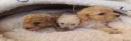 Caniche Toy perros en venta: Reserva tu caniche Prao Toro 🧡 en Madrid - Anuncio 15