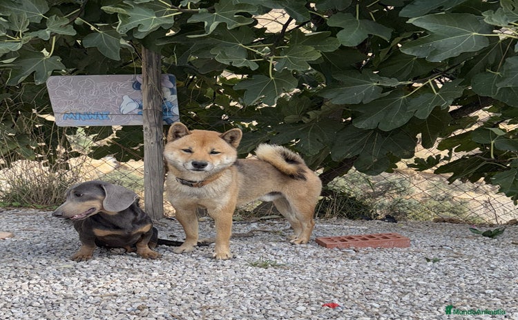Shiba Inu perros - Anuncio 1