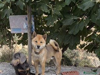 Shiba Inu perros - Anuncio 1
