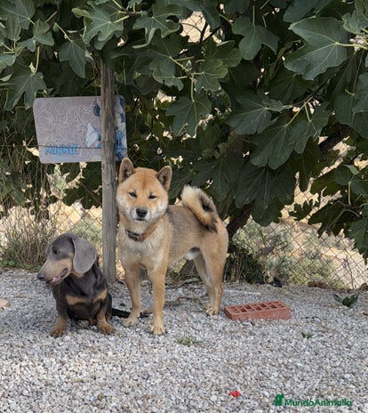 Shiba Inu perros - Anuncio 1