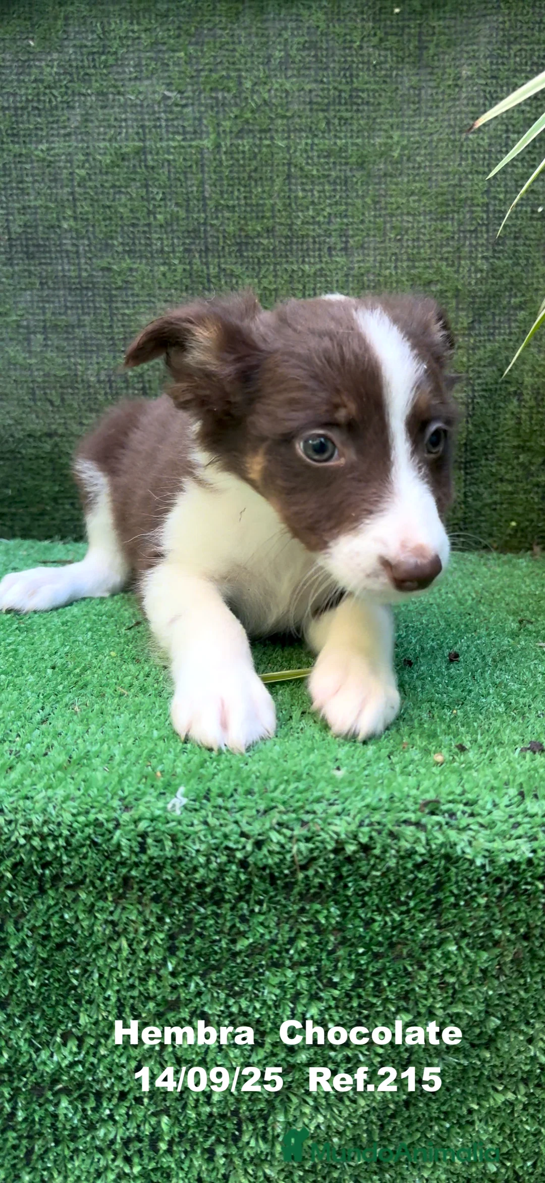 Border Collie perros en venta: Border Collie Chocolate - Anuncio 18