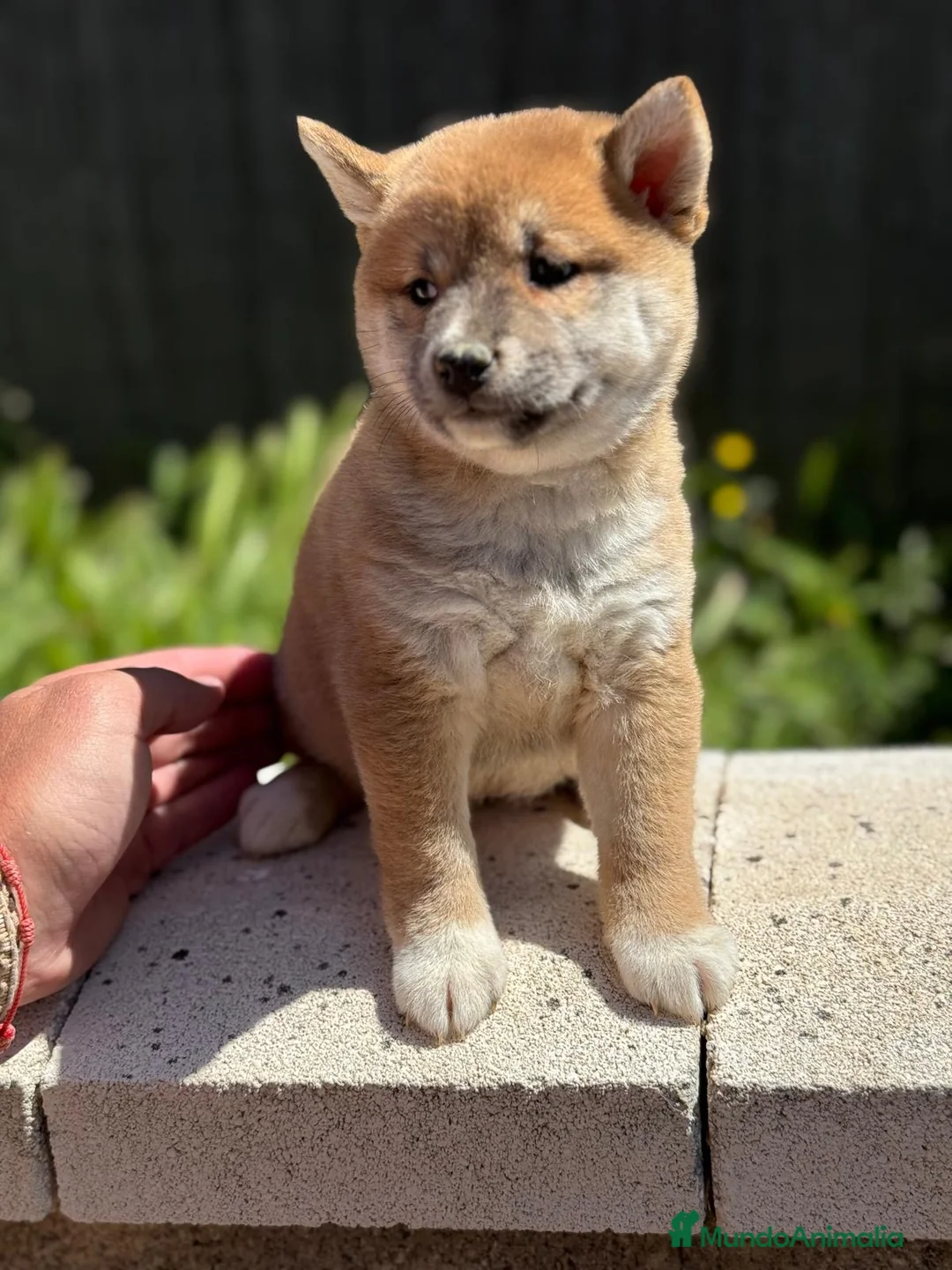 Shiba Inu perros en venta: SHIBA INU DISPONIBLES ROJOS - Anuncio 2