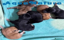 Shiba Inu perros en venta: Camada Shiba Inu de Mar y Silvio AQUANATURA - Imagen 2