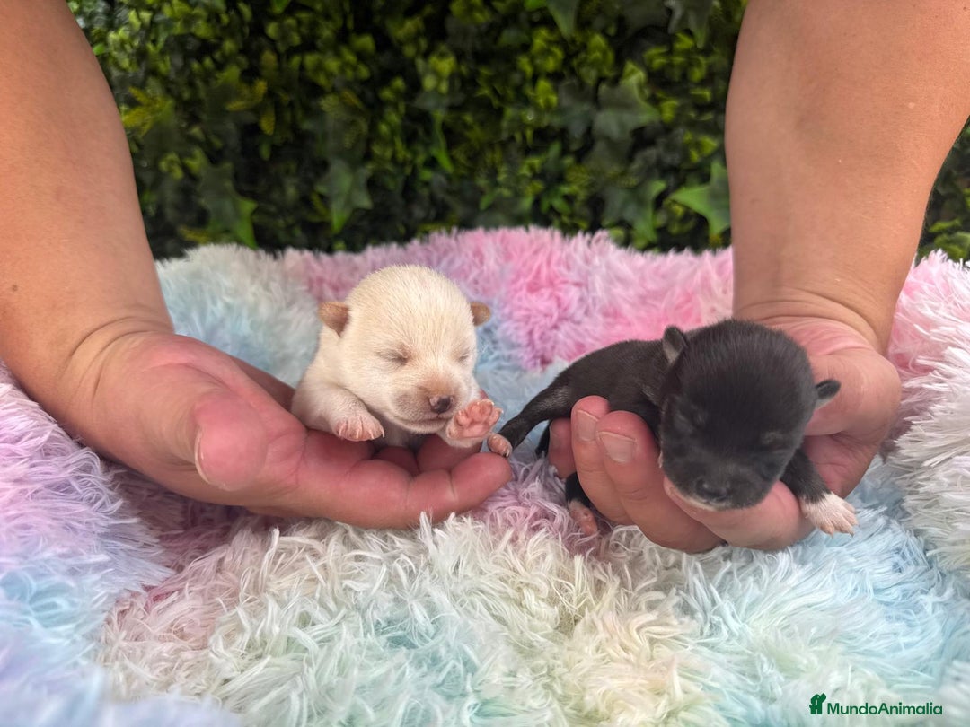 Shiba Inu perros en venta: CACHORROS SHIBA INU - Imagen 1