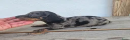 Teckel perros en venta: Cachorros teckel  - Anuncio 3