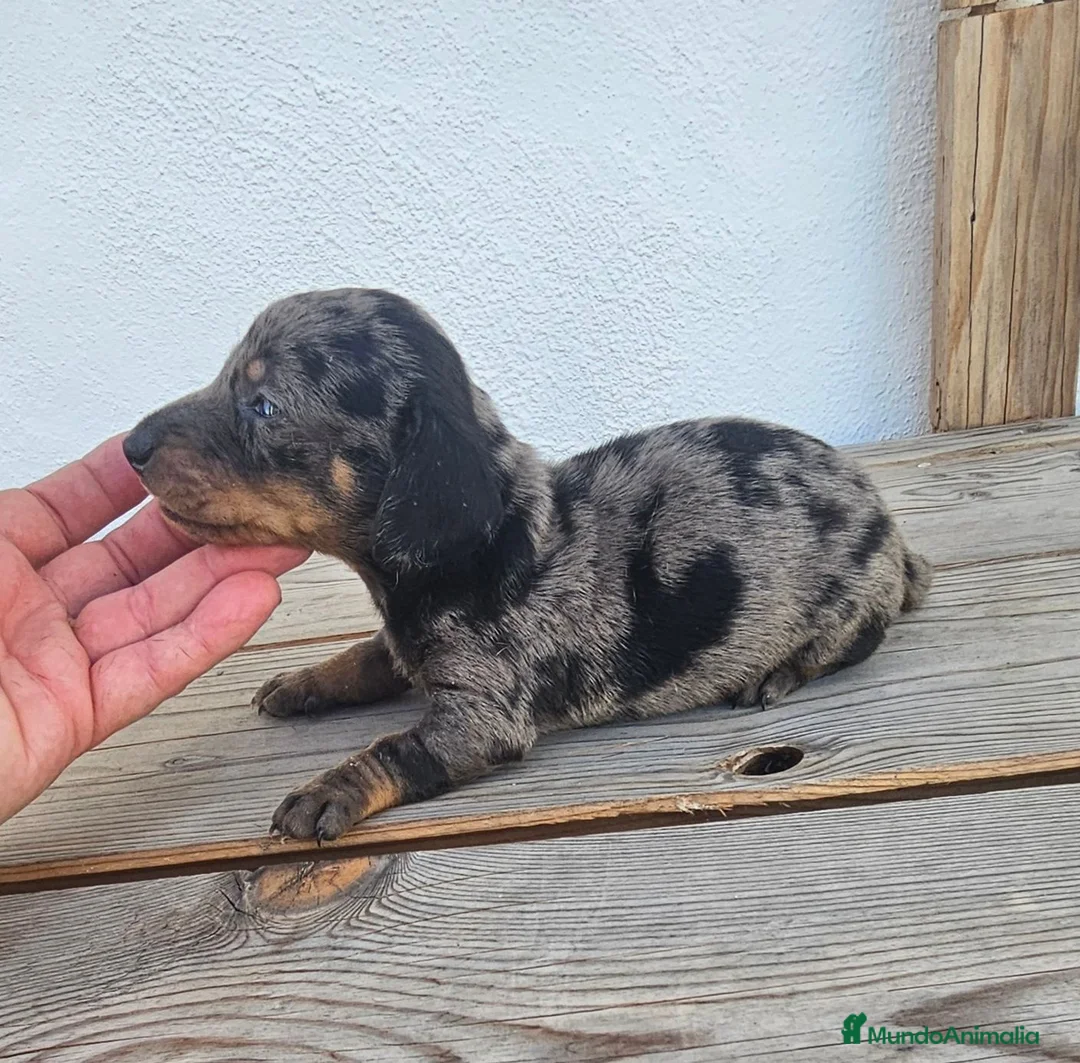 Teckel perros en venta: Cachorros teckel  - Anuncio 3
