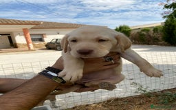 Labrador Retriever perros en venta: CACHORROS LABRADOR RETRIEVER  - Imagen 4