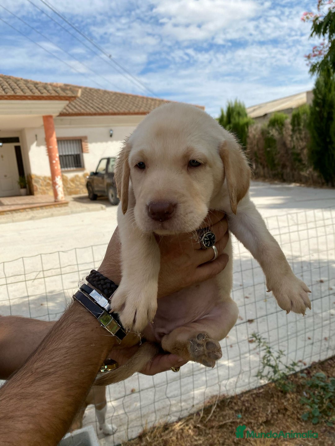 Labrador Retriever perros en venta: CACHORROS LABRADOR RETRIEVER  - Imagen 4