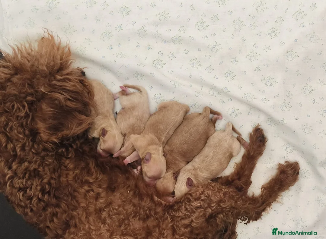 Maltipoo perros en venta: Maltipoo mini  - Anuncio 2