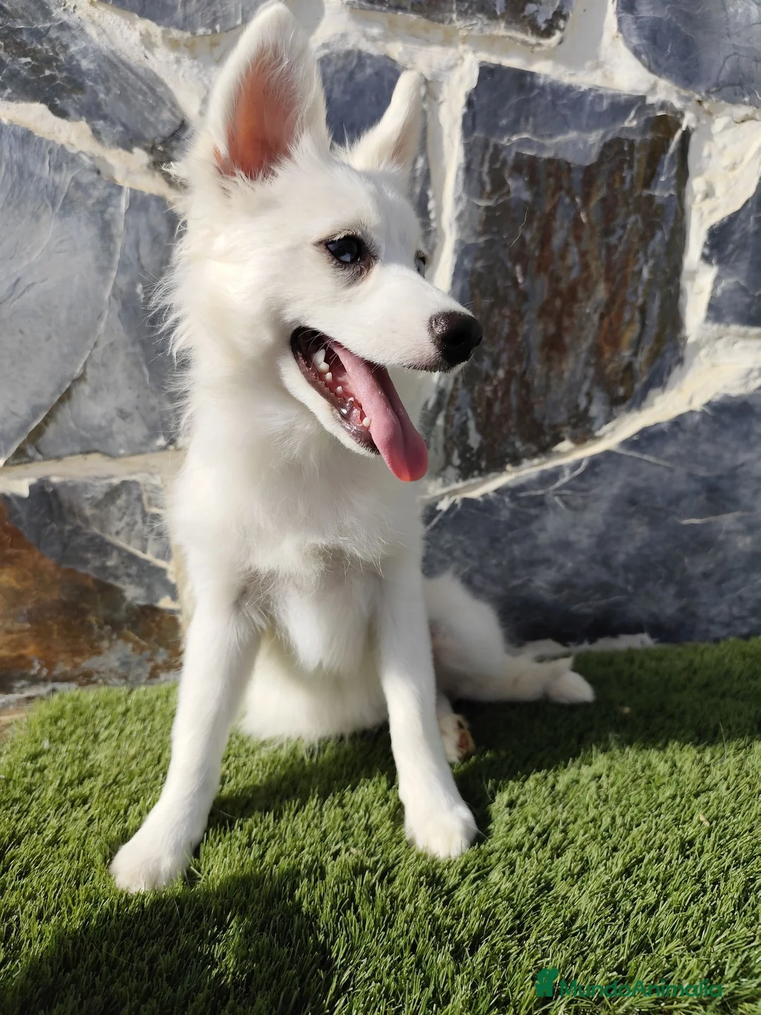 Pomsky perros en venta: Hembra pomsky  - Anuncio 2