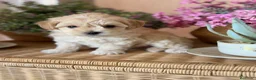 Maltipoo perros en venta: Maltipoo un verdadero encanto!!! - Anuncio 4