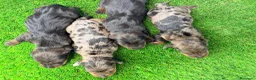 Teckel Miniatura perros en venta: TECKELS MINIATURA  - Anuncio 8