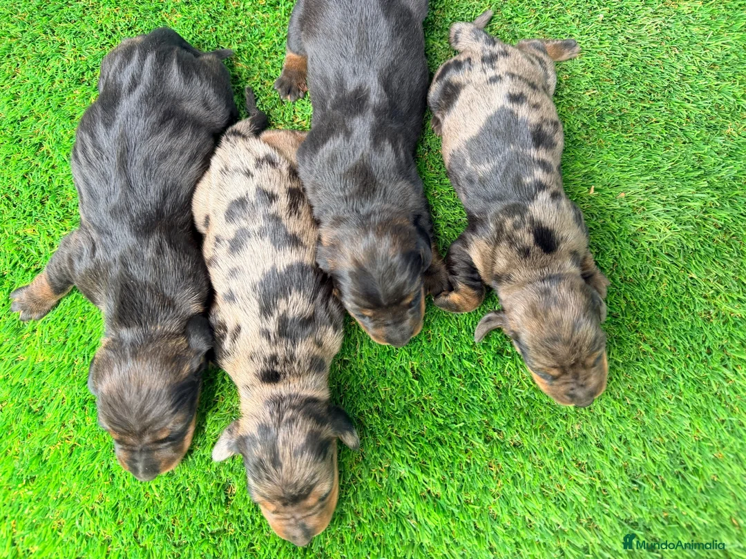 Teckel Miniatura perros en venta: TECKELS MINIATURA  - Anuncio 8