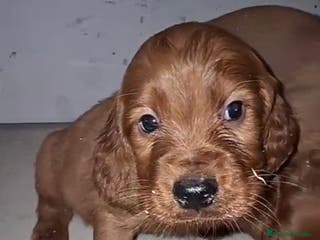 Setter Irlandés Rojo perros Setter irlandés rojo - Anuncio 4