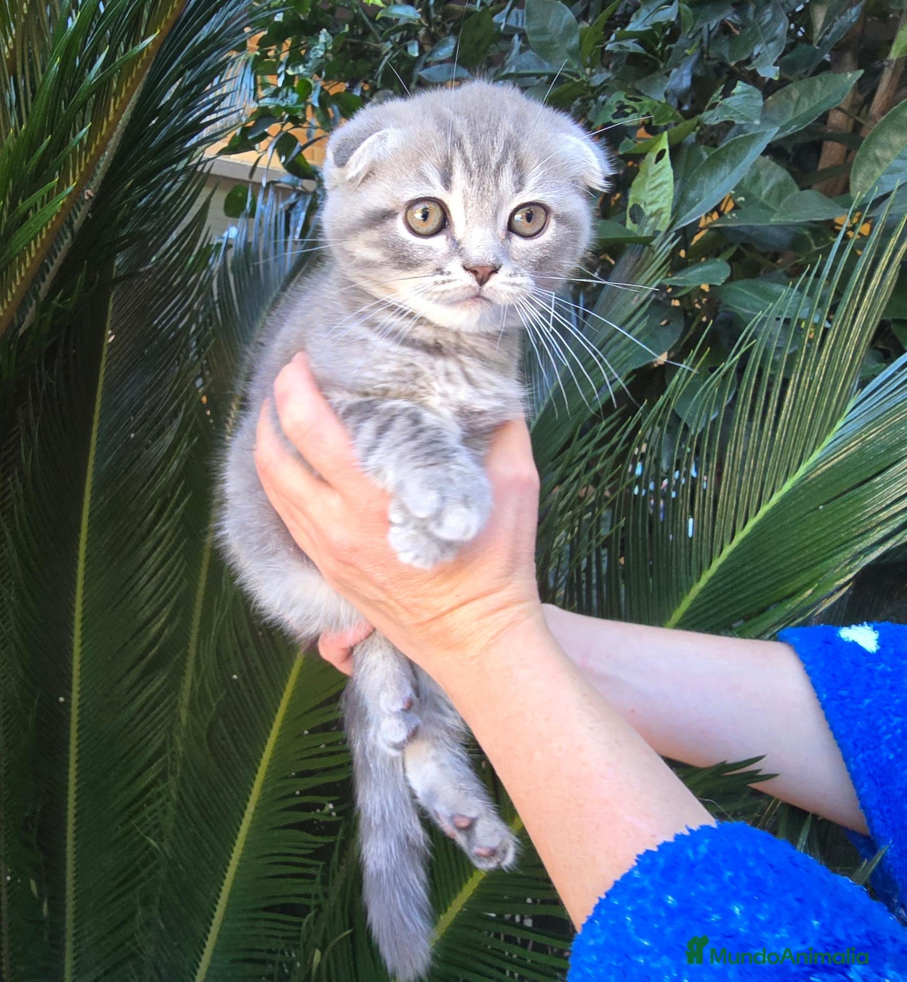 Scottish Fold gatos Gatcot.com - Anuncio 40
