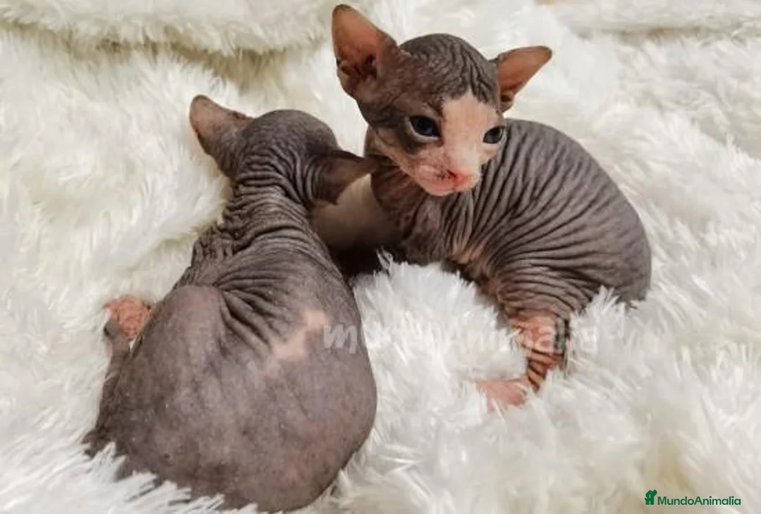 Imagen de galería {{count}}