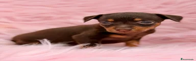 Pinscher Miniatura 2