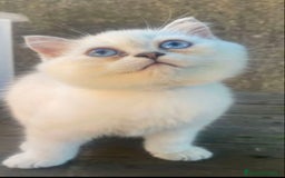Británico de Pelo Corto gatos en venta: Cachorros british silver point - Imagen 2