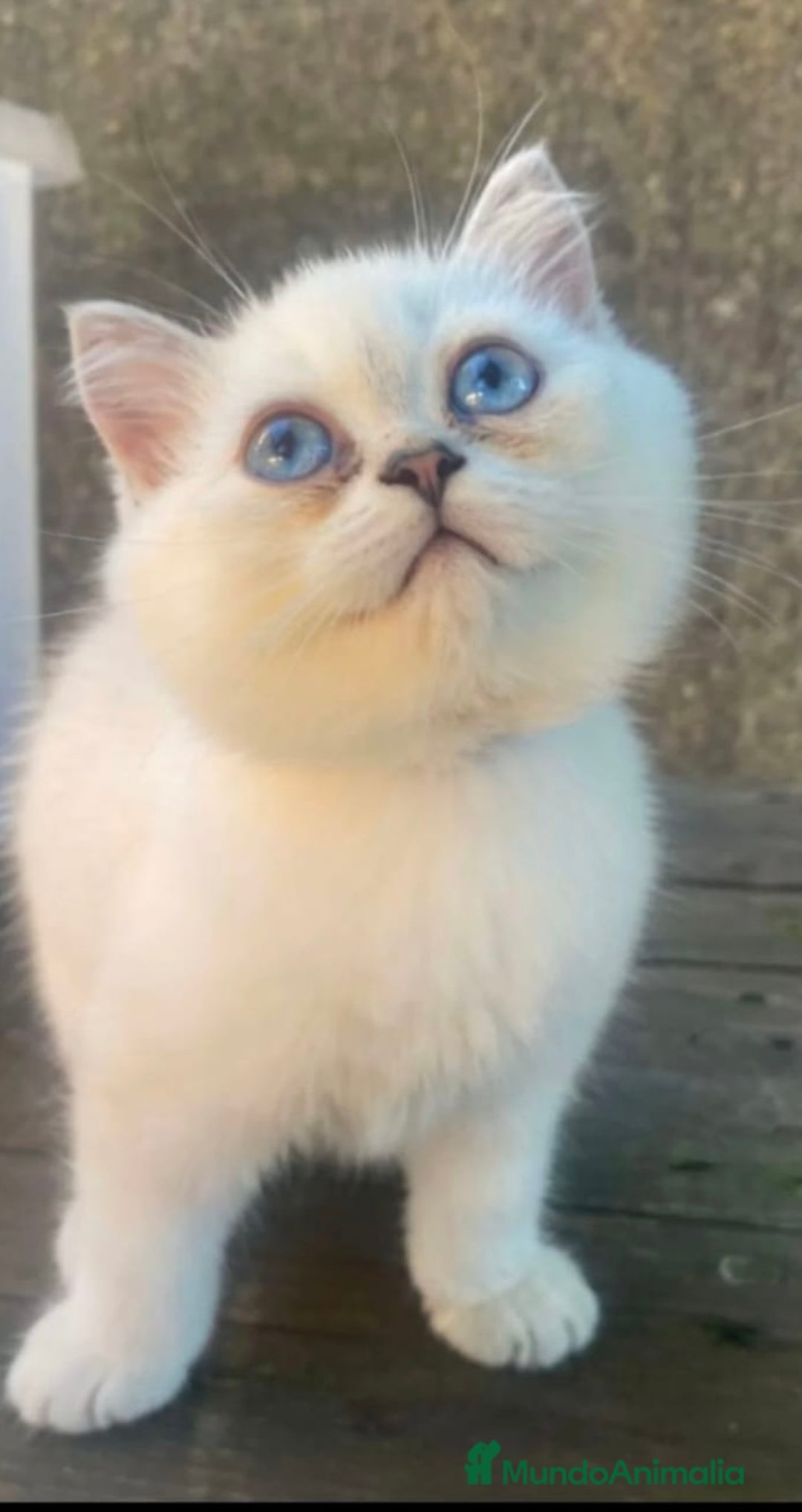 Británico de Pelo Corto gatos en venta: Cachorros british silver point - Imagen 2