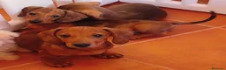 Teckel Miniatura perros en venta: Teckel Miniatura  - Anuncio 5