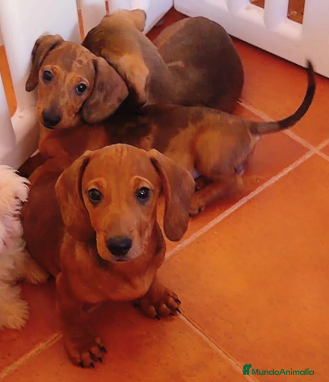 Teckel Miniatura perros en venta: Teckel Miniatura  - Anuncio 5