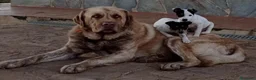 Mastín Español perros en venta: Cachorrones de Mastín Español - Anuncio 11