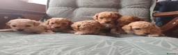 Caniche Toy perros en venta: Caniche toy PRECIO REAL en Álava - Anuncio 11