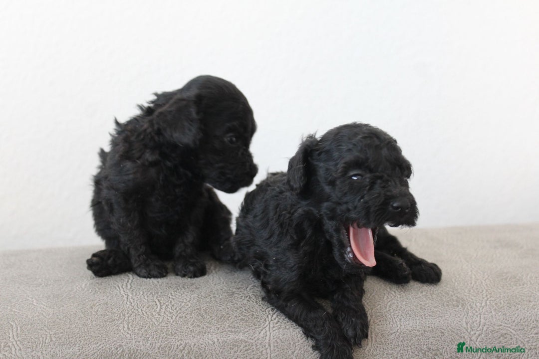 Caniche Toy perros en venta: Caniche toy - Imagen 2