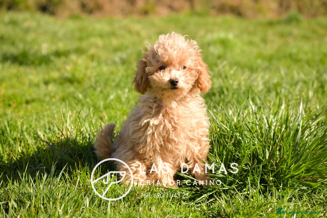 Caniche Enano perros en venta: Caniche Enano - Anuncio 2