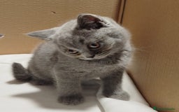Británico de Pelo Corto Azul gatos en venta: British Shorthair  - Imagen 6