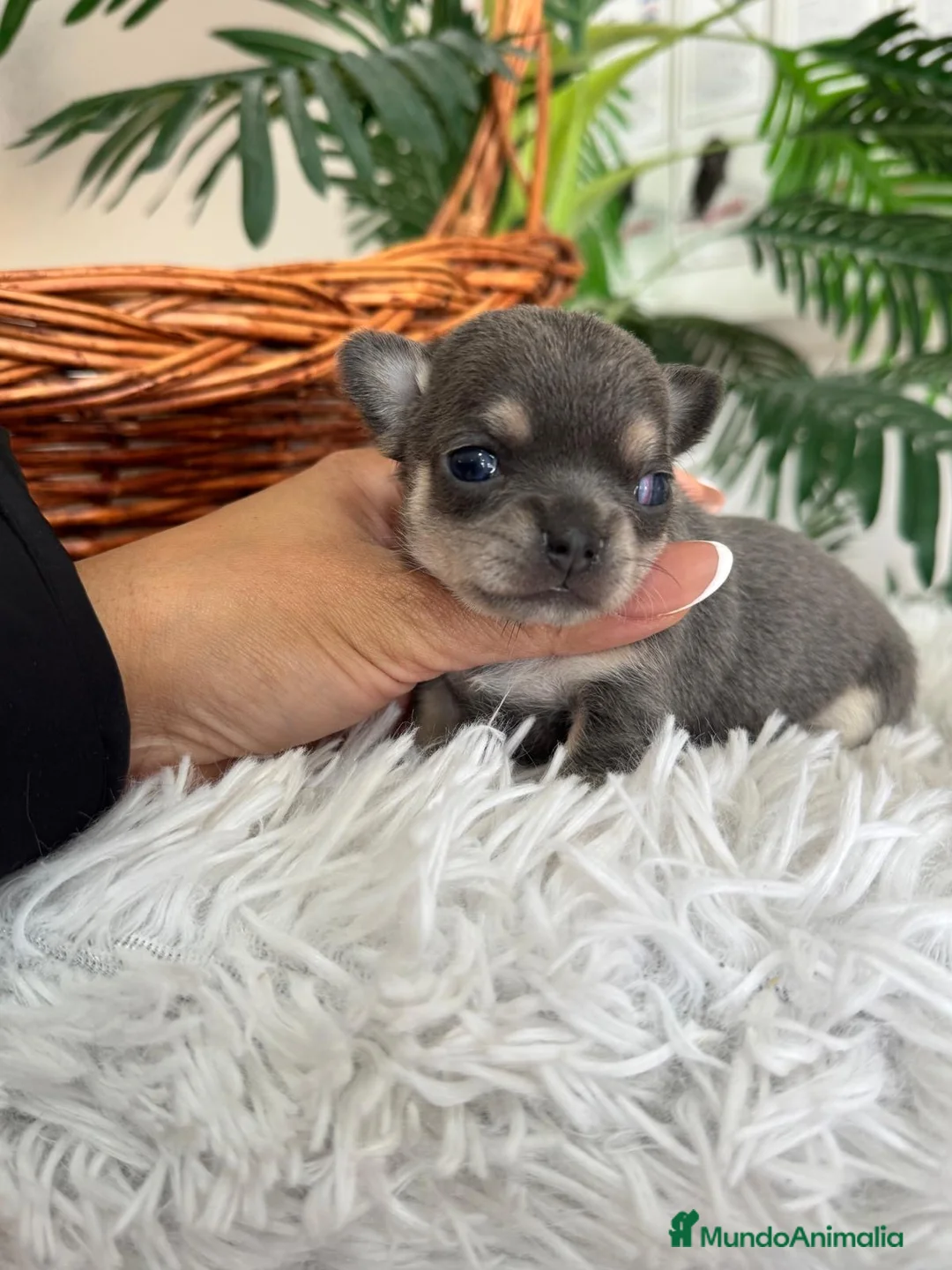 Chihuahua perros en venta: CHIHUAHUA BLUE - Anuncio 7