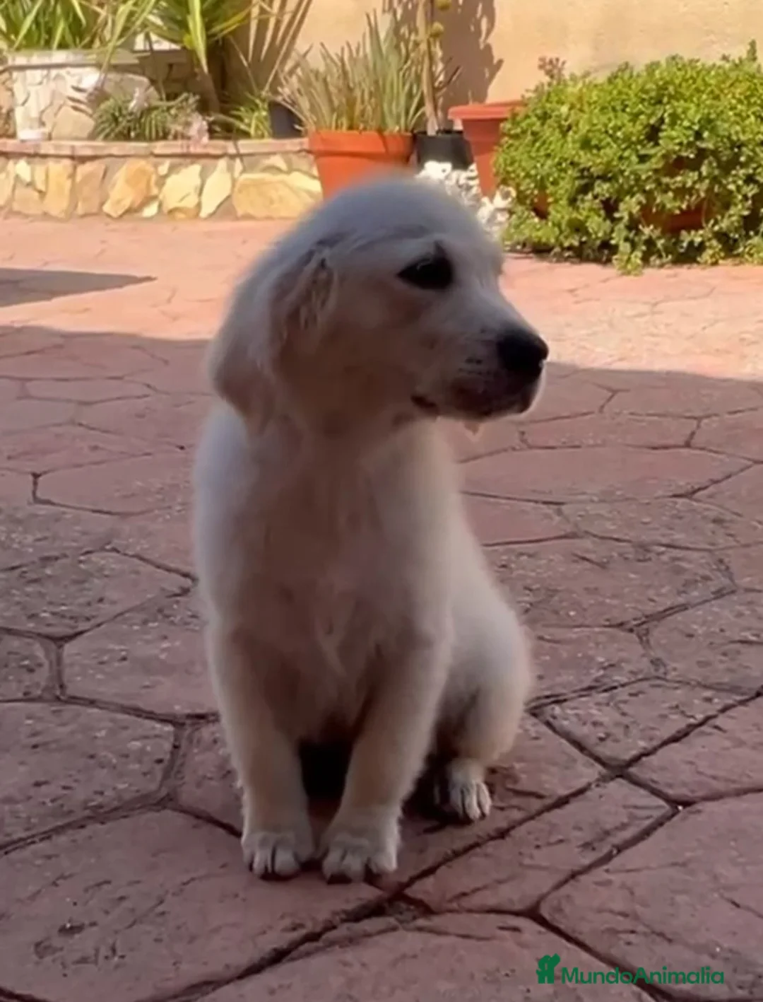 Golden Retriever perros en venta: Cachorros Golden Retriever  - Anuncio 1