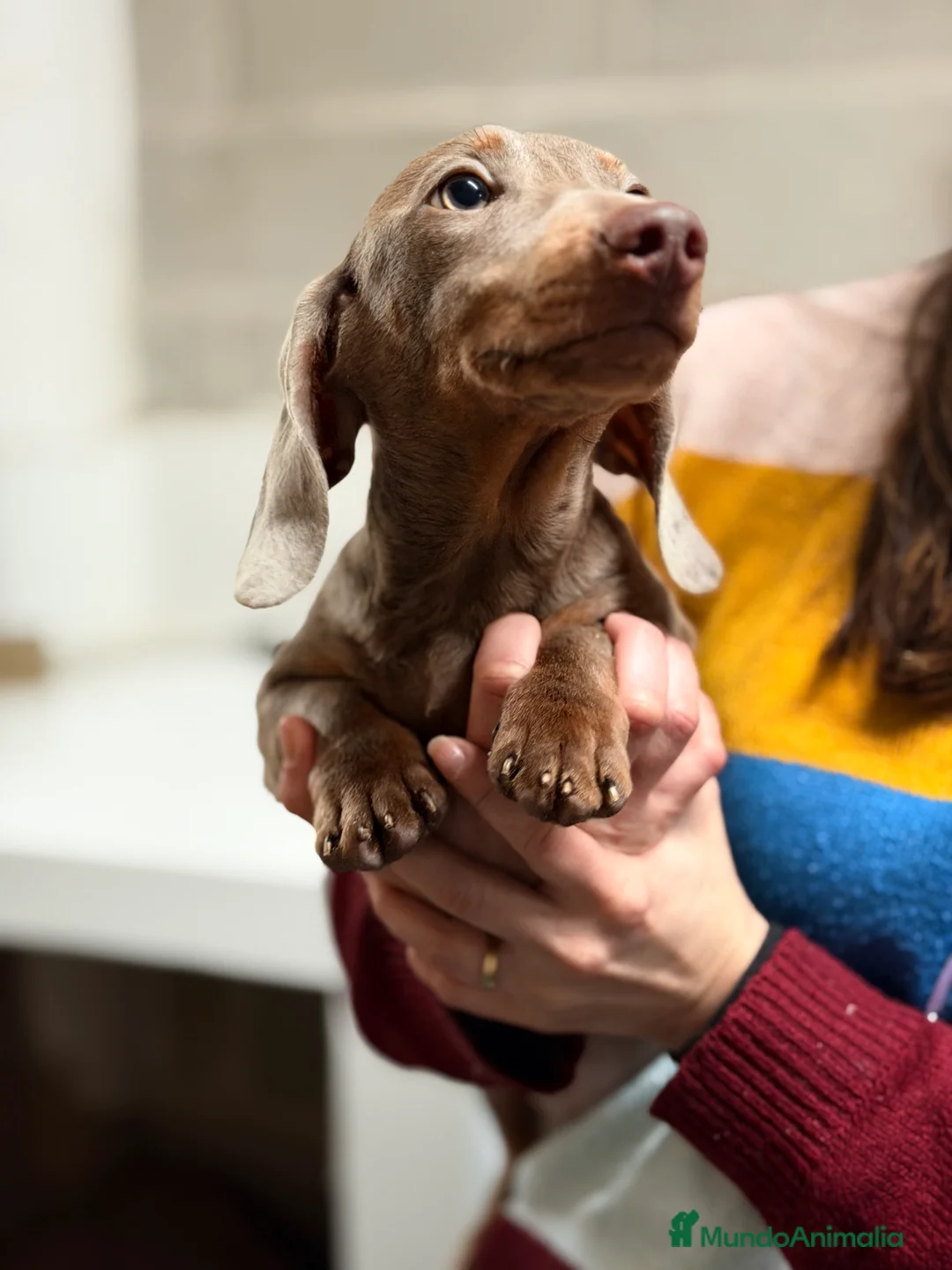 Teckel Miniatura perros en venta: Teckel Lilac  - Anuncio 1