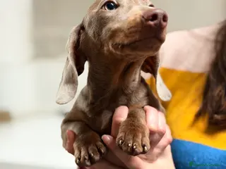 Teckel Miniatura perros Teckel Lilac - Anuncio 2