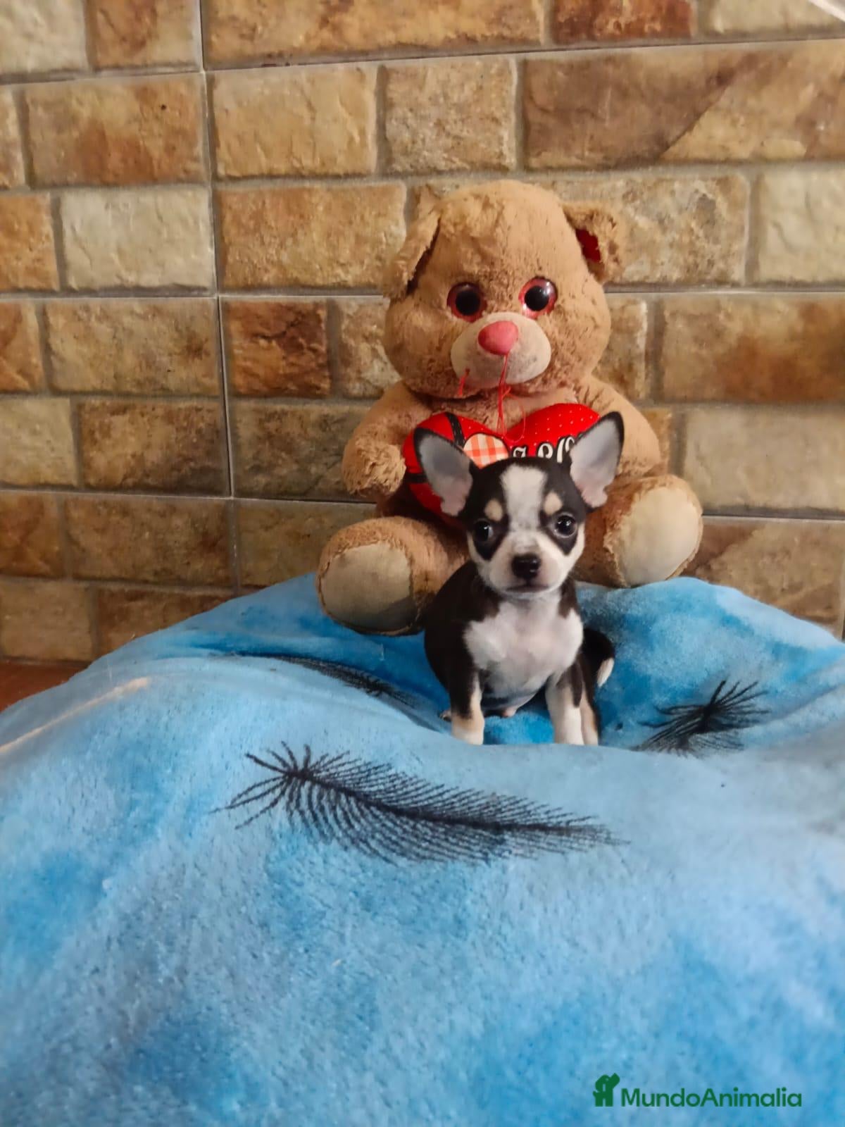 Chihuahua perros Cachorros Chihuahua  - Anuncio 2