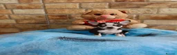 Chihuahua perros en venta: Cachorros Chihuahua  - Anuncio 2