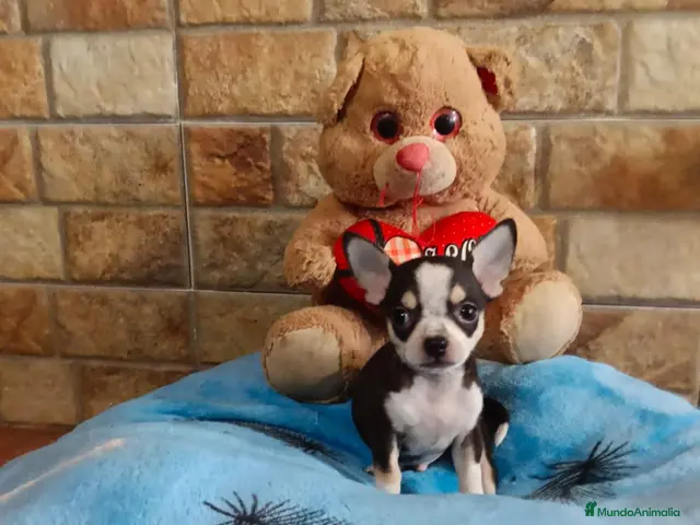 Chihuahua perros en venta: Cachorros Chihuahua - Anuncio 2