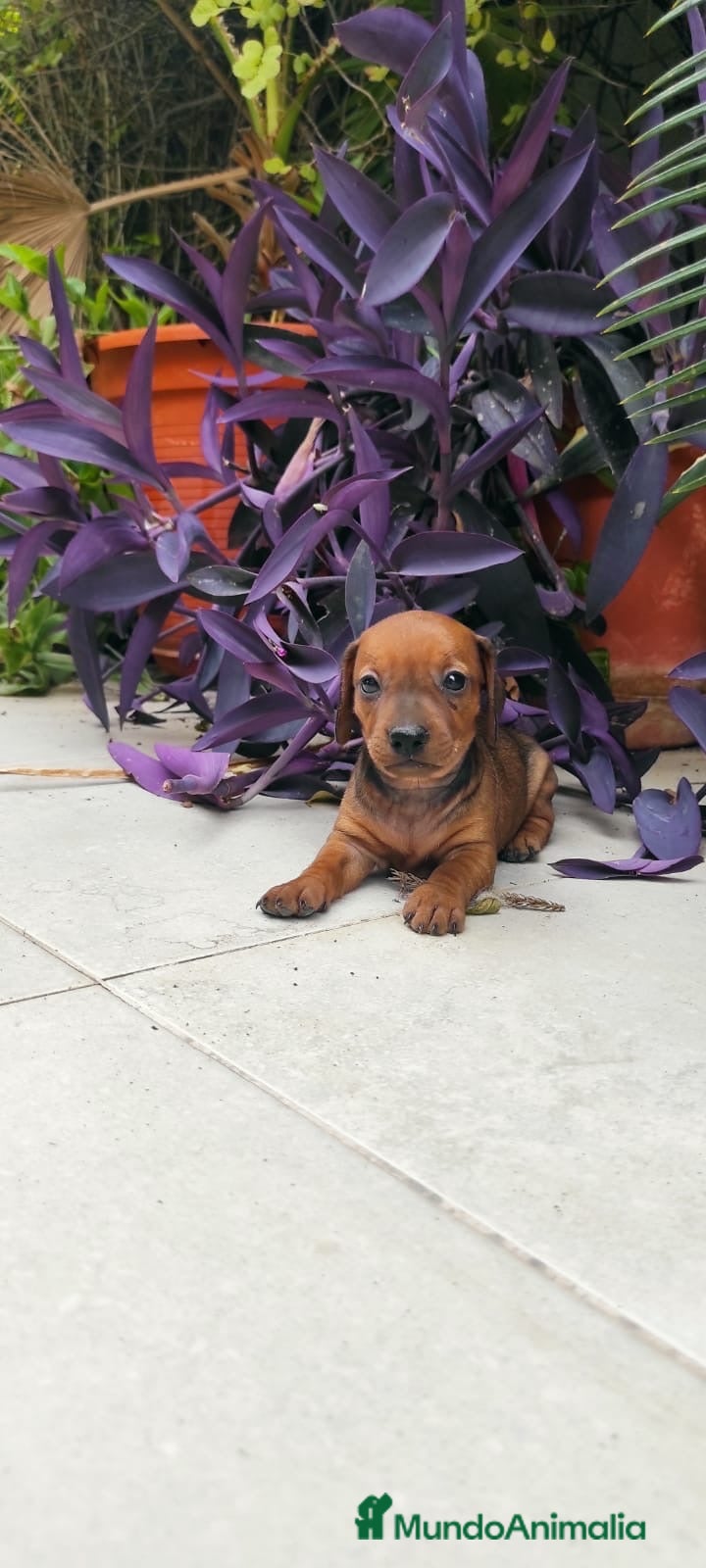 Teckel perros PRECIOSO TECKEL - Anuncio 2