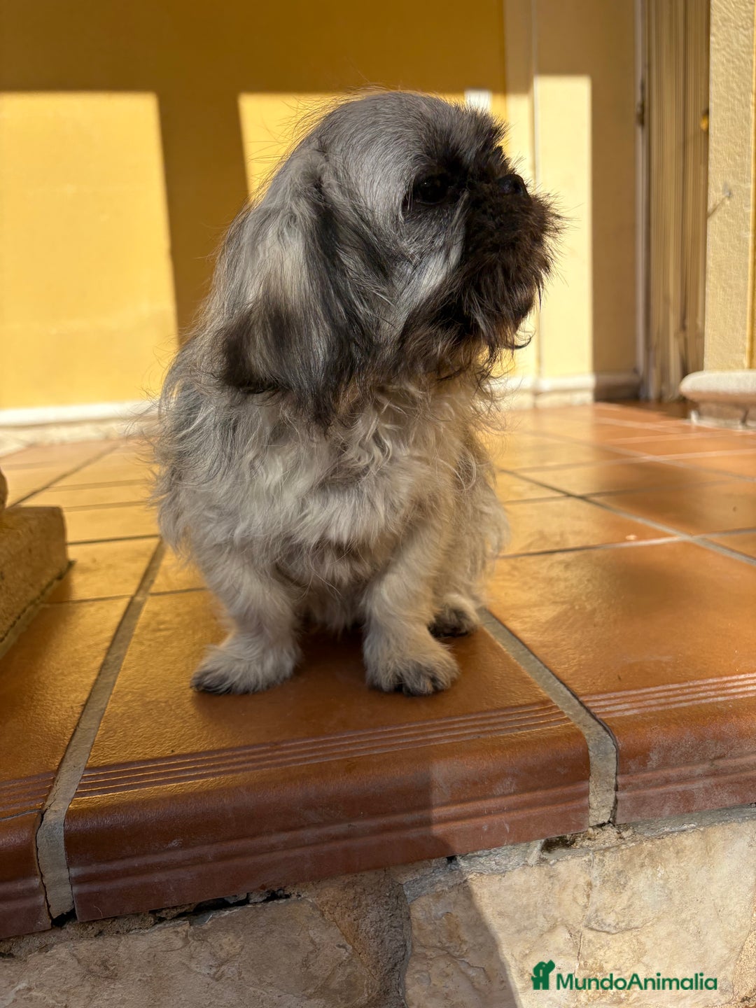 Pekinés perros en venta: Pekines imperial hembra preciosa  - Anuncio 37