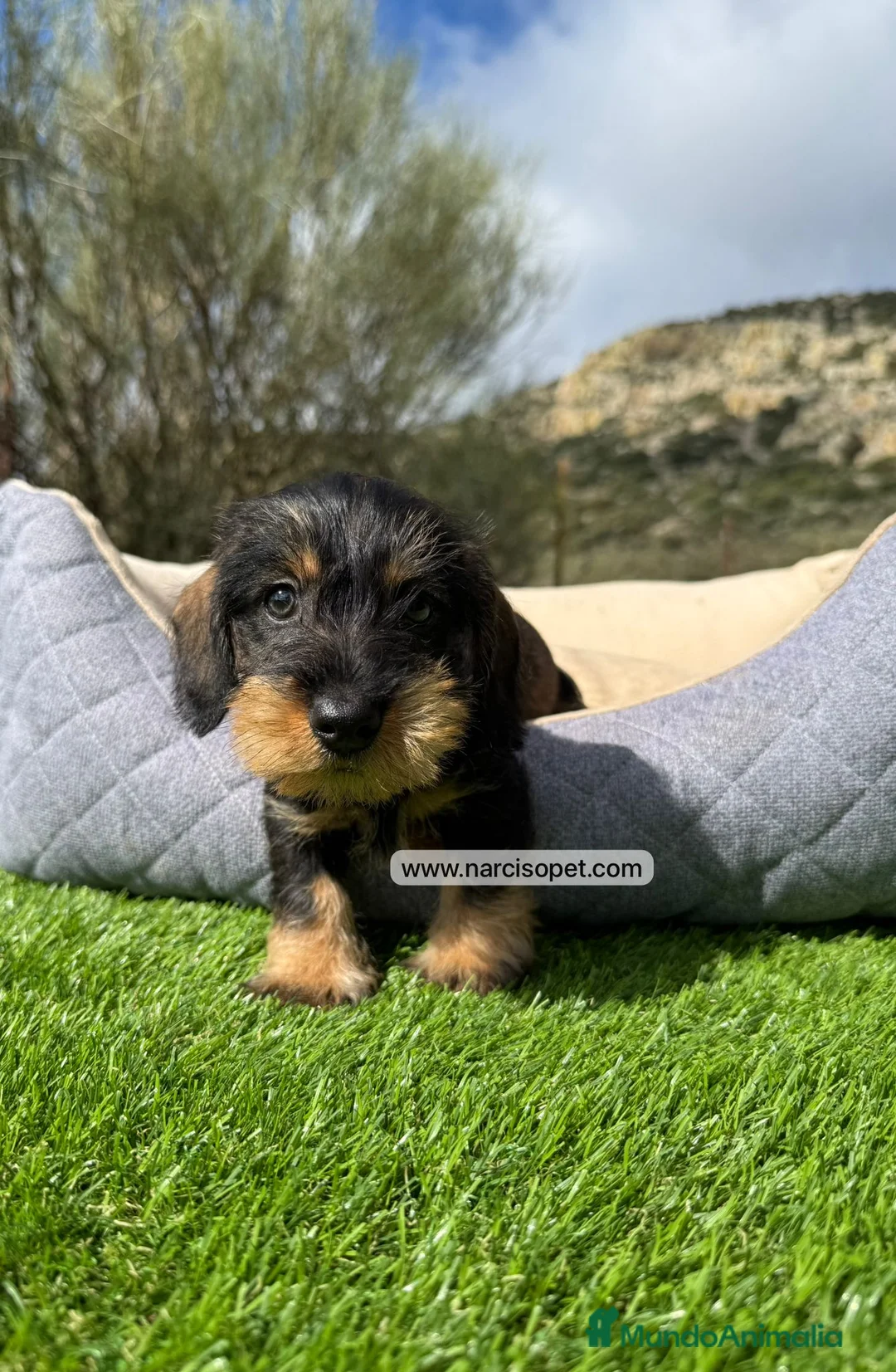 Teckel Miniatura perros en venta: TECKEL MINI PELO DURO - Anuncio 2