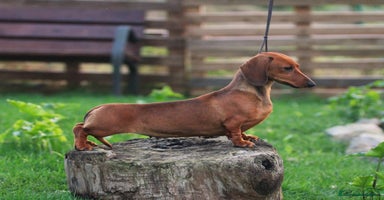 Teckel Miniatura perros en Cantabria - Propaganda 1